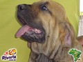 In Memorian - Fila Brasileiro Dourado - Canil Singular - Minotauro